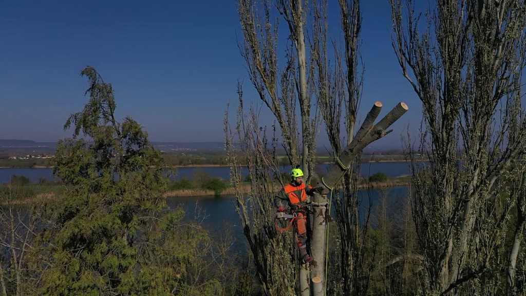 Arboriste Grimpeur coupant des branches d'arbre
